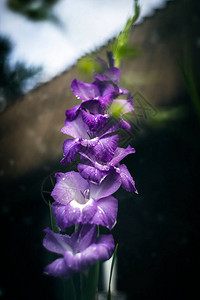 花园里的紫花唐菖蒲花图片