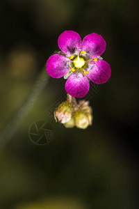 粉红色的花或匙叶茅膏菜Droseracapillaris图片