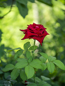 深红玫瑰花朵RosaDama图片