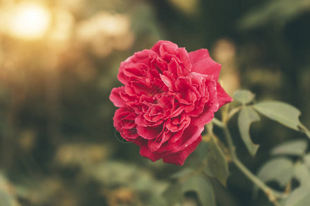 特写深粉色大马士革玫瑰花Rosadamascena背景图片