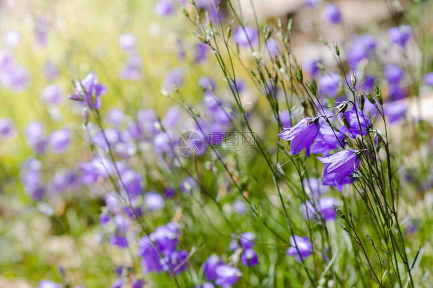 这种精致的风铃草带有淡蓝色或白色花朵的侧枝图片