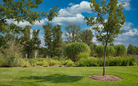 漂亮的绿色园景花园有郁葱的草坪图片
