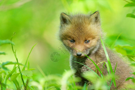 夏天北海道的小狐狸图片