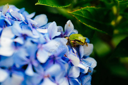 绣球花上的树蛙背景图片