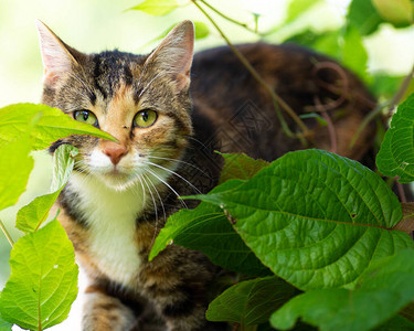 篱笆上的猫藏在树叶里图片