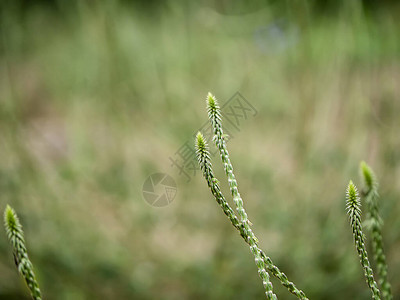 Achyranthesaspera植物的图片