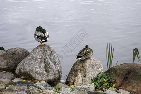 公园池塘里的鸭子鸟儿坐在石头上湖岸图片