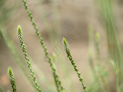Achyranthesaspera植物的图片