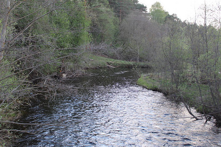 树林中的河流河流和森林景观的照片水流湍急的河流岸边绿草如茵春图片