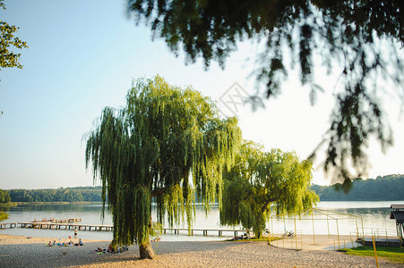 垂柳树下夏季时的湖图片