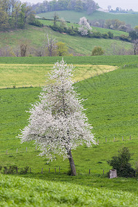 法国乡村的春天风景图片