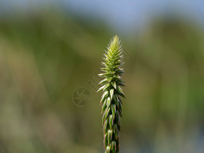 Achyranthesaspera植物的图片