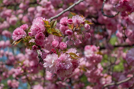 装饰樱桃树春天开花图片