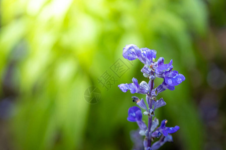 色彩多的花朵背景图片