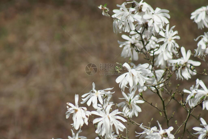 白玉兰在春季开花图片