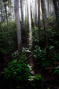 北海道的迷雾森林图片