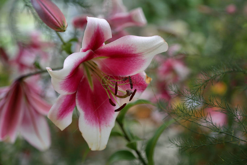 Liliaceae家族美丽的花朵图片