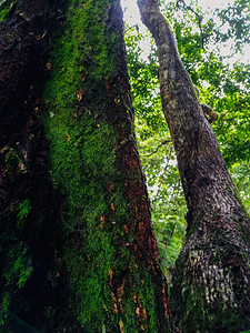 雨林树皮上的苔藓和蕨类植物图片