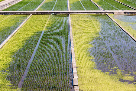 亚洲的稻田绿地水稻田的最高景图片