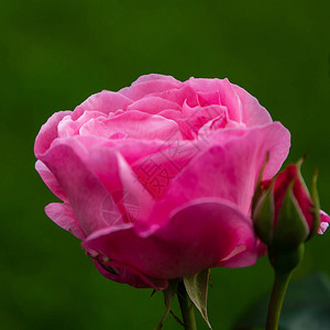 绿色背景中美丽的粉红玫瑰背景图片