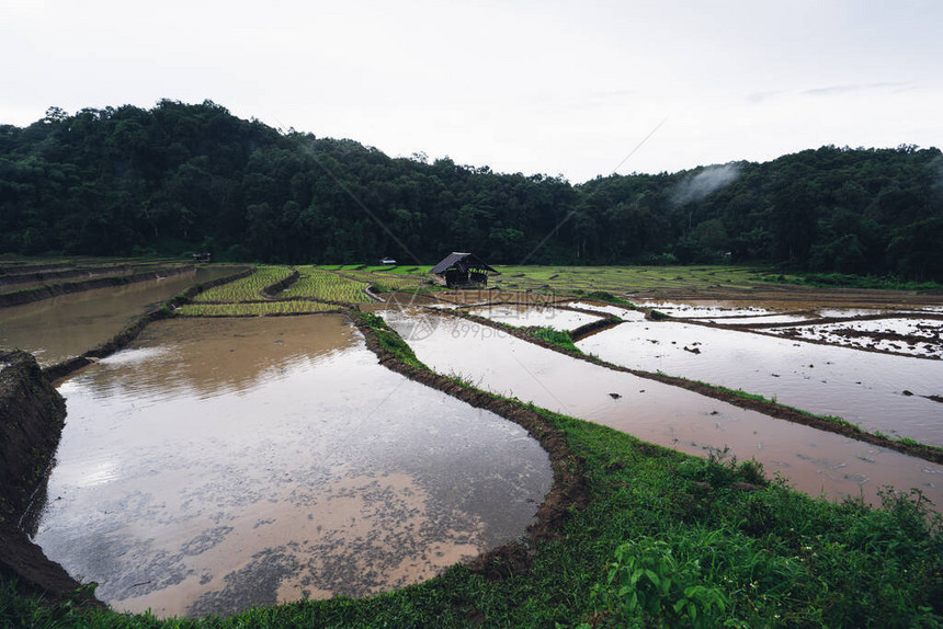 在雨季播种之前在稻田里浇水图片