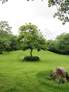 德里Mehrauli考古公园花一片红绿地中间图片