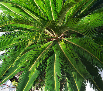 棕榈叶关闭热带自然图片
