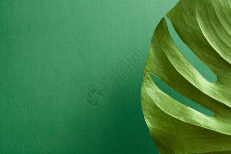 绿色背景上的龟背竹绿叶复制空间图片