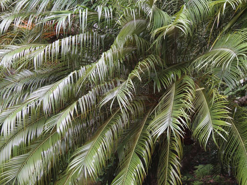 热带棕榈植物绿叶背景和纹理图片