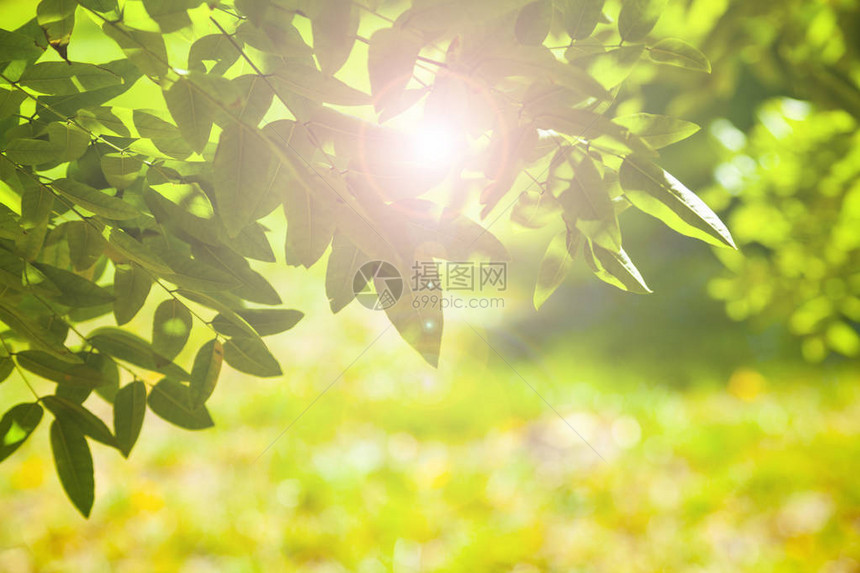 绿叶贴近了在公园的阳光夏日放图片