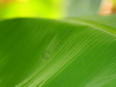 绿叶香蕉自然背景图片