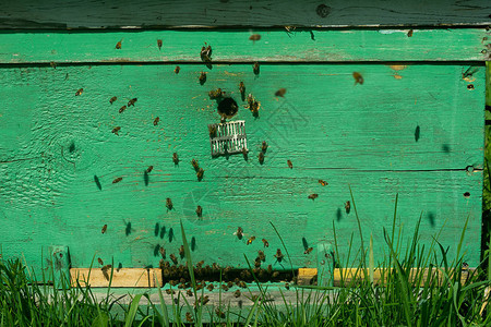 蜜蜂飞入木制彩色蜂巢图片