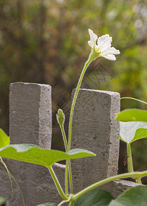 围篱上的植物家庭Cucurbi图片