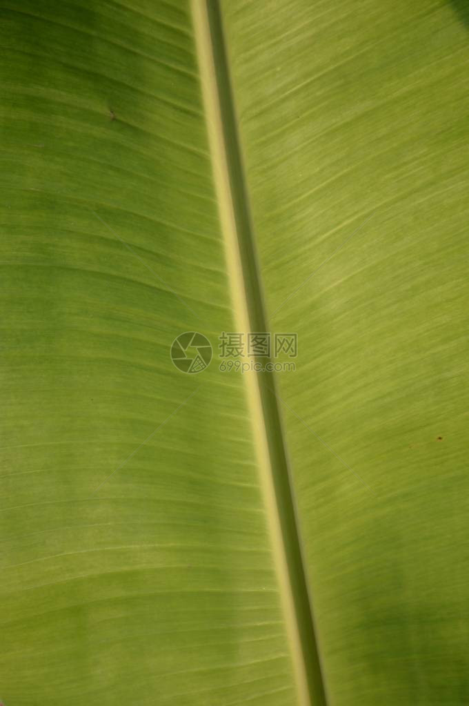 新鲜的绿色香蕉叶子纹理图片
