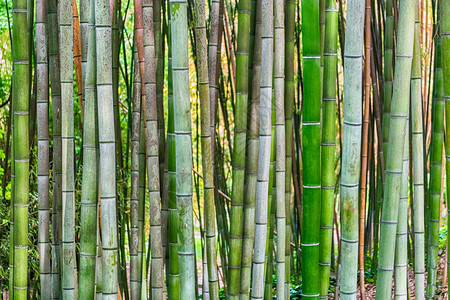 在树林或森林中竹树的叶子图案背景图片