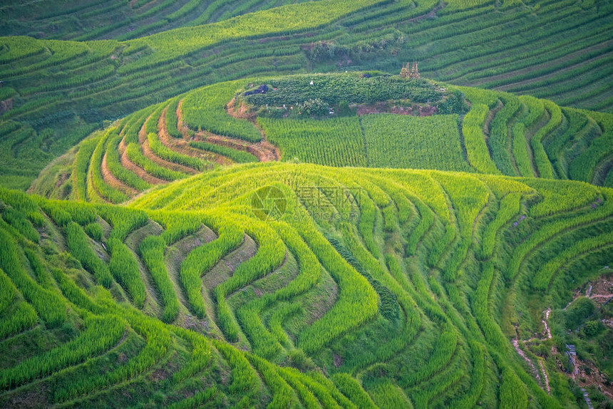 广西桂林北部村龙脊梯田的组成部分的七星伴月观图片