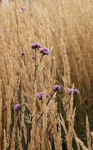 背景的米色秋草背景图片