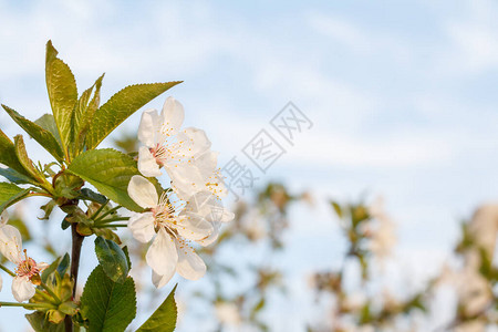 春天果园里盛开的樱花树枝背景是蓝天图片