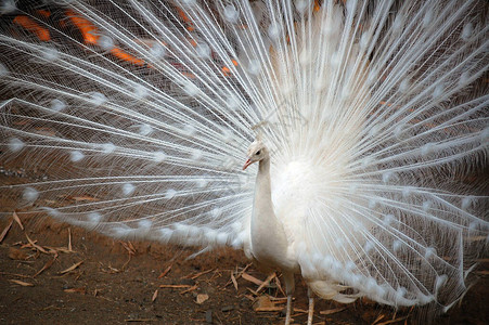 白孔雀炫耀动物园美图片