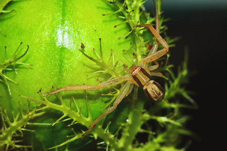 用于自然背景的绿色种子植物上跳蜘蛛图片