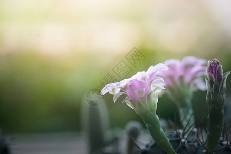 关闭仙人掌花图片