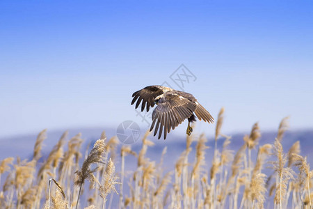 自然与鹰自然栖息地背景图片