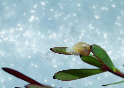 有水滴和蜗牛的绿色植物图片