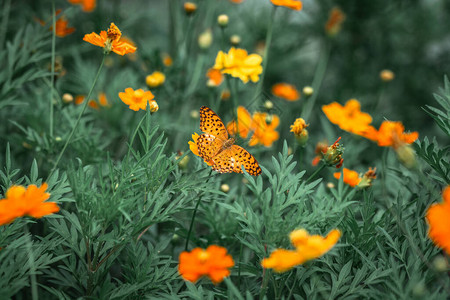 波斯菊花田自然园上的蝴蝶图片