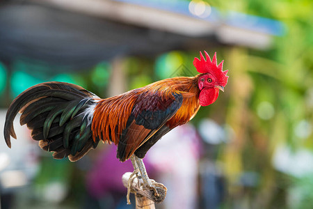 这是我国为打架而饲养的鸡红冠泰国斗鸡图片