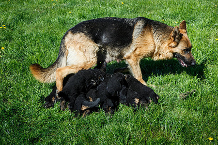 在青绿草上喂养许多小黑狗图片