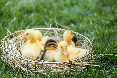 绿草地上篮子里的可爱小鸭图片