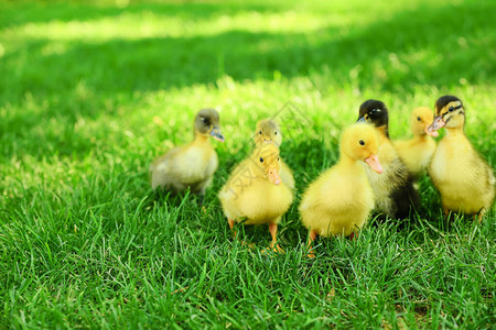 绿草上的可爱小鸭图片