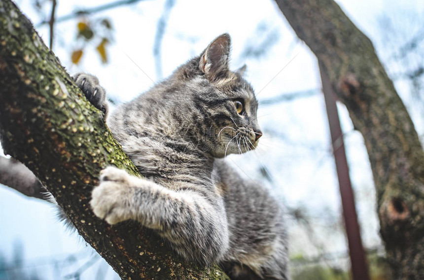 灰小猫爬上一棵干枯的树图片