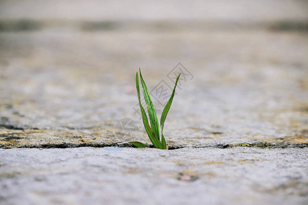 露天两个灰石板之间的一小片绿色草叶坚忍和渴望生命的概念图片